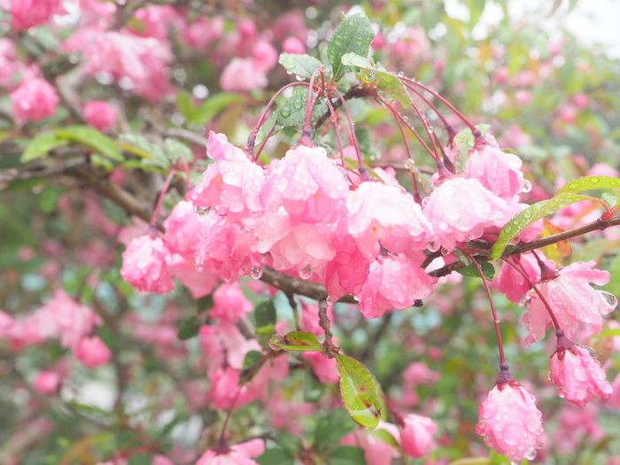 花海棠 はなかいどう ゆきだより 日々つれづれ