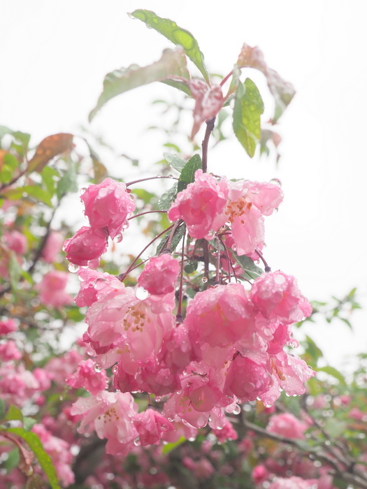 花海棠 はなかいどう ゆきだより 日々つれづれ