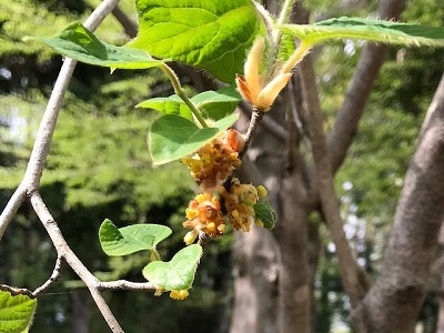 里山公園4月初旬_e0373815_16274375.jpg