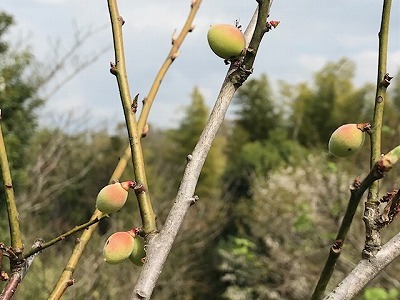 里山公園4月初旬_e0373815_16274637.jpg