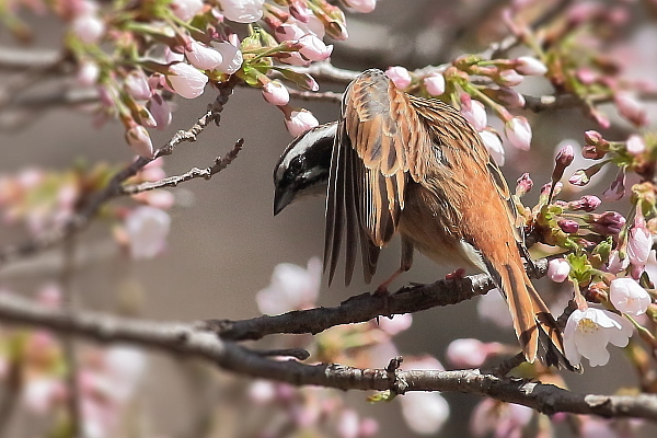 桜の枝でストレッチするホオジロ_e0413627_15152162.jpg