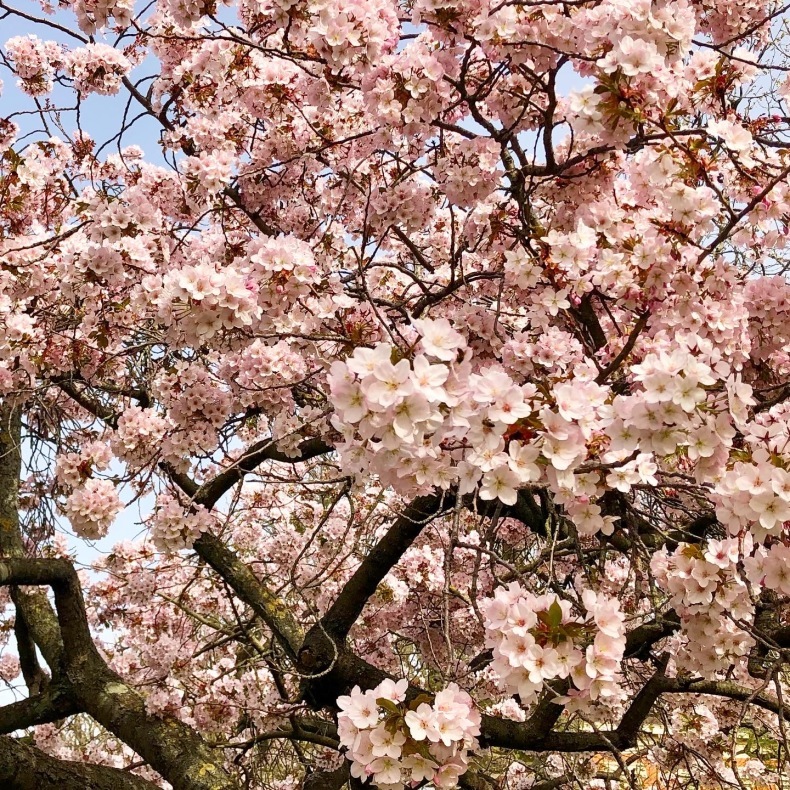 パリ植物園の桜　「外に出る外出制限」で逃さず堪能_a0231632_00574020.jpeg