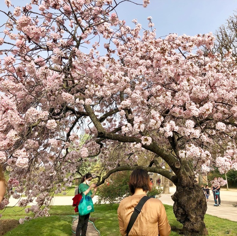 パリ植物園の桜　「外に出る外出制限」で逃さず堪能_a0231632_00575859.jpeg