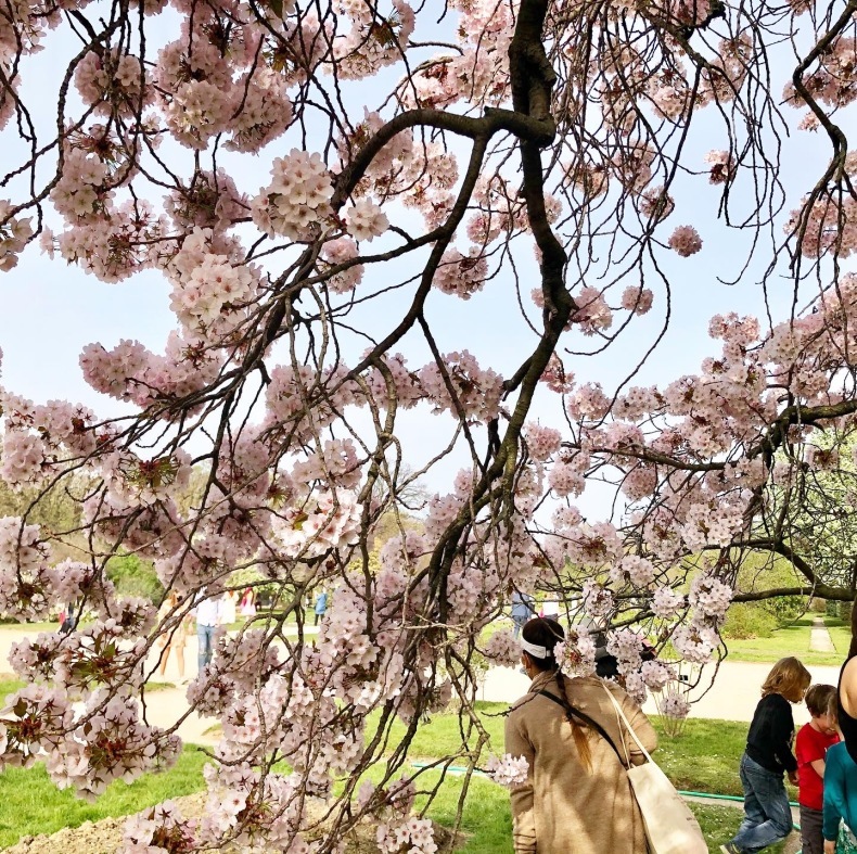 パリ植物園の桜　「外に出る外出制限」で逃さず堪能_a0231632_00582571.jpeg
