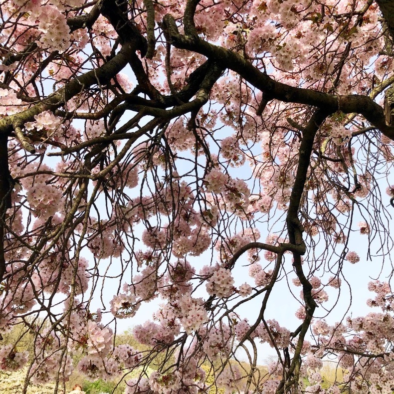 パリ植物園の桜　「外に出る外出制限」で逃さず堪能_a0231632_00584536.jpeg