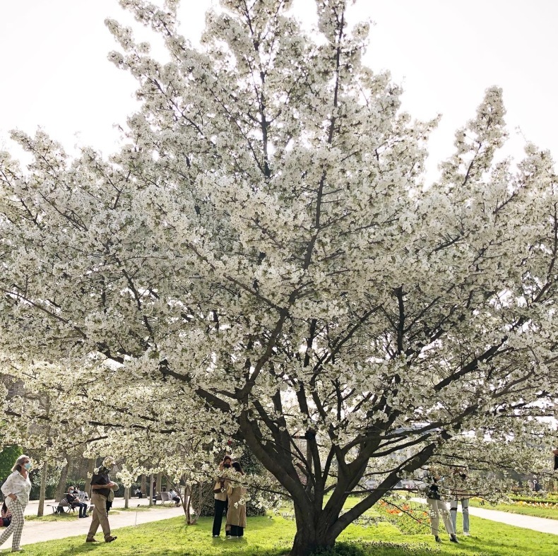 パリ植物園の桜　「外に出る外出制限」で逃さず堪能_a0231632_00590787.jpeg