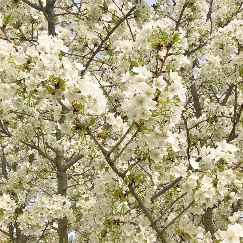 パリ植物園の桜　「外に出る外出制限」で逃さず堪能_a0231632_00592760.jpeg