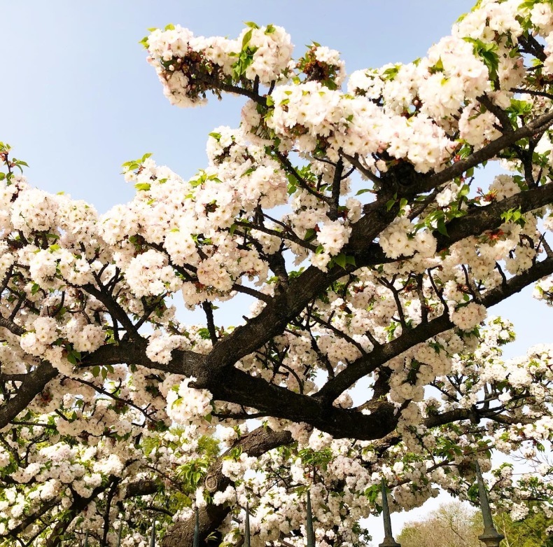 パリ植物園の桜　「外に出る外出制限」で逃さず堪能_a0231632_01014438.jpeg