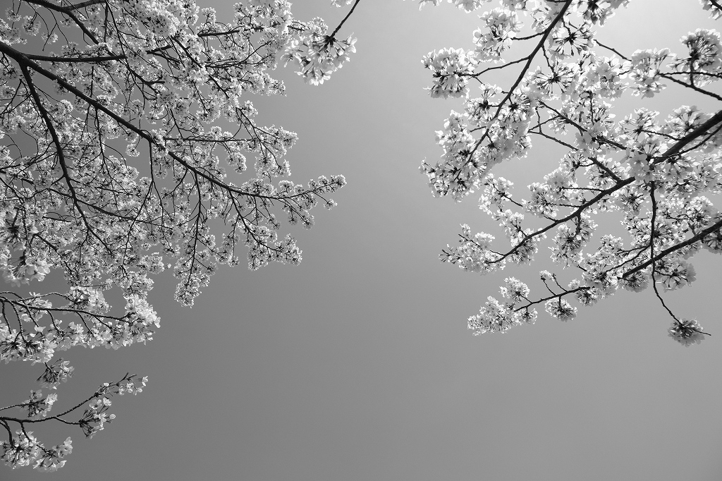 勝龍寺城公園の桜_e0374932_07010439.jpg