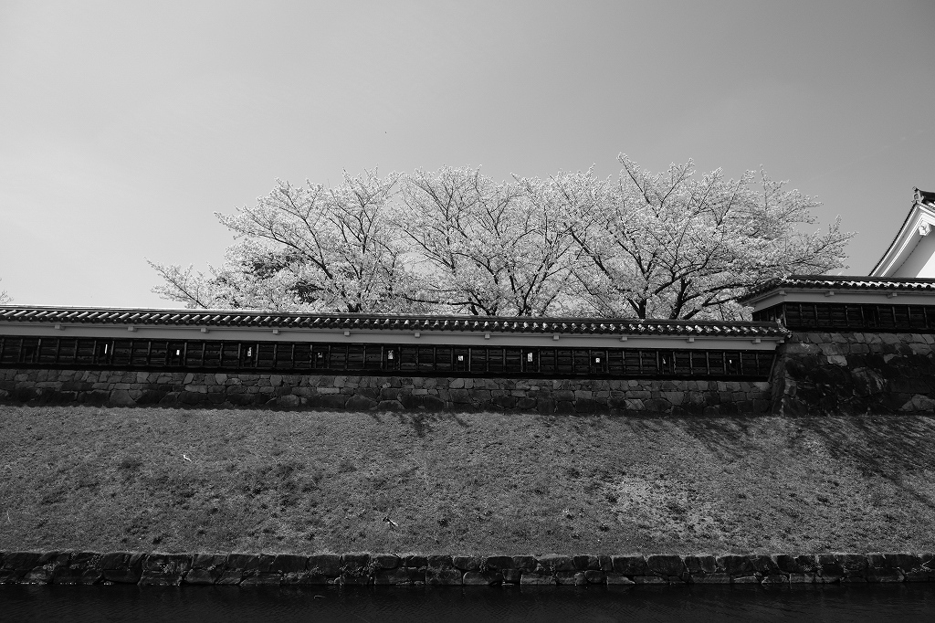 勝龍寺城公園の桜_e0374932_07010974.jpg