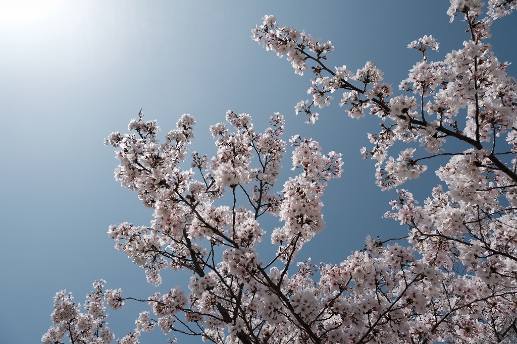 勝龍寺城公園の桜_e0374932_07011811.jpg