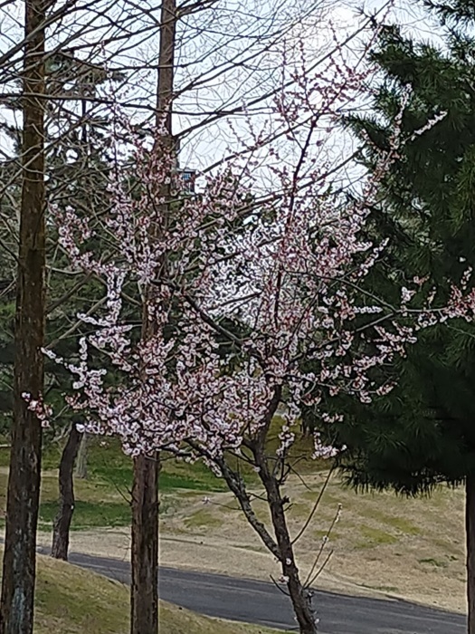 さくら　サクラ　桜　梅。。。。。_c0117936_15324051.jpg