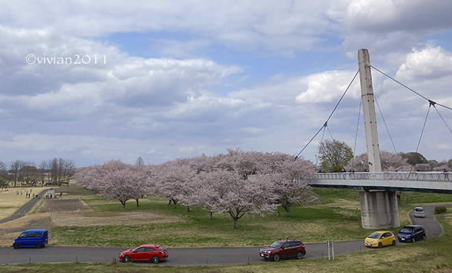 さくら市で桜の撮影会 ~ゆうゆうパーク~_e0227942_20325360.jpg