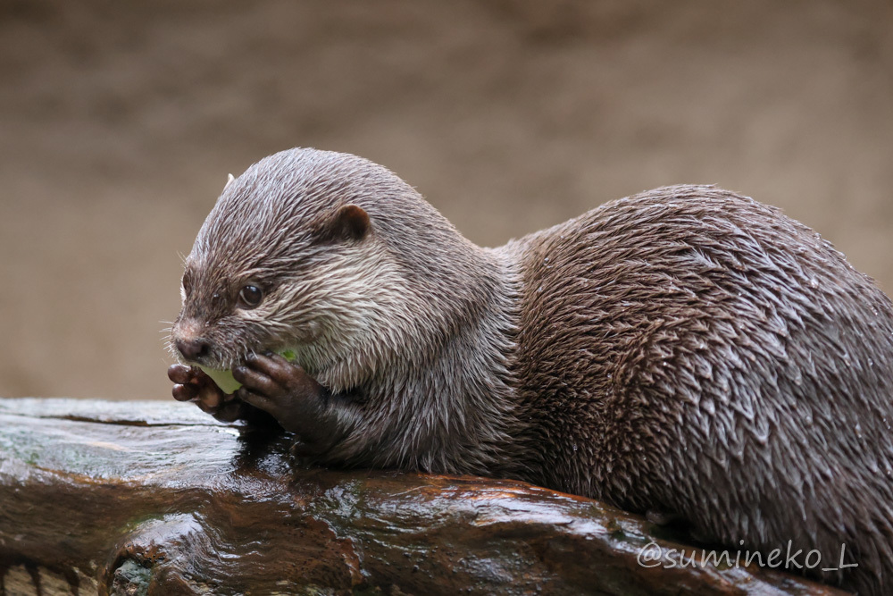 2021/03/16 神戸どうぶつ王国 熱帯の湿地のコツメカワウソ_b0330044_18304207.jpg