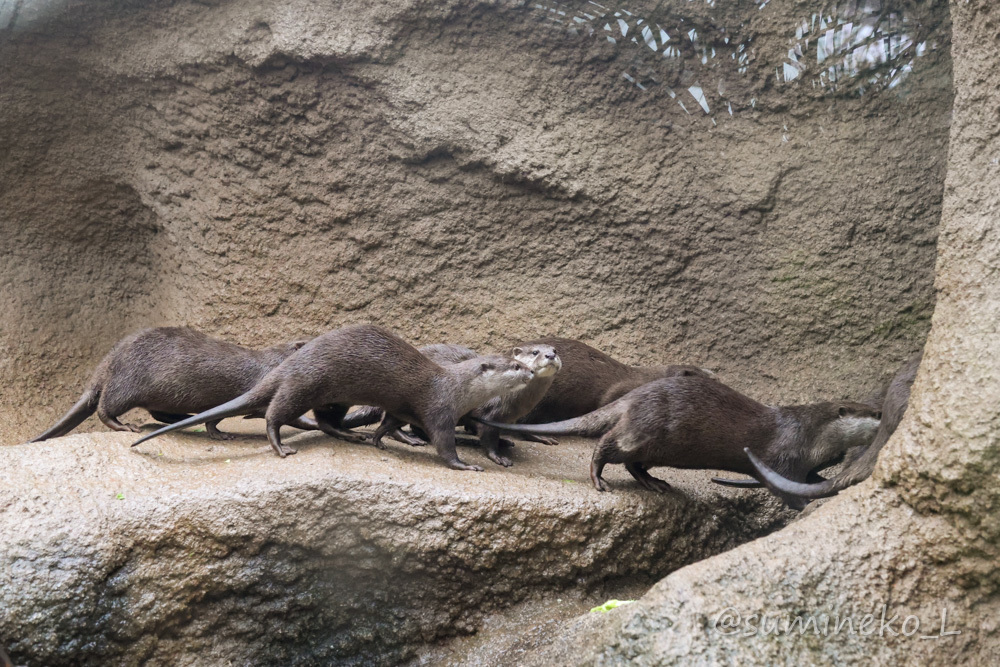 2021/03/16 神戸どうぶつ王国 熱帯の湿地のコツメカワウソ_b0330044_18354223.jpg