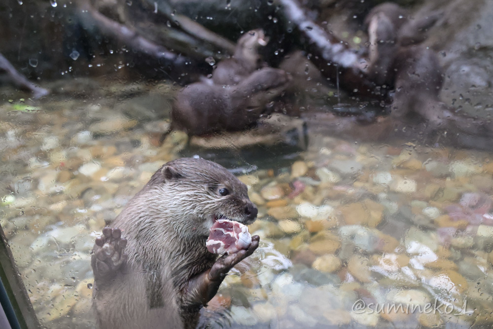 2021/03/16 神戸どうぶつ王国 熱帯の湿地のコツメカワウソ_b0330044_19292145.jpg