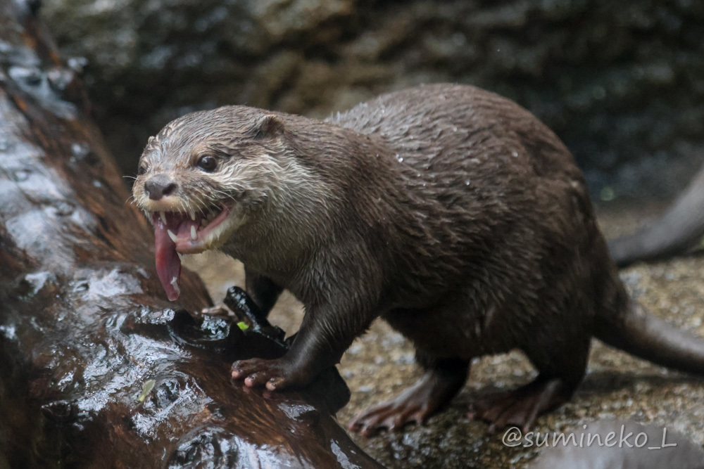 2021/03/16 神戸どうぶつ王国 熱帯の湿地のコツメカワウソ_b0330044_19335974.jpg