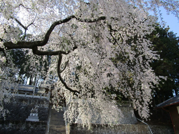 ✿✿　神社の桜　✿✿_e0360045_23132899.jpg