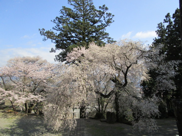 ✿✿　神社の桜　✿✿_e0360045_23134166.jpg