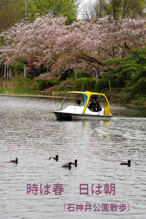時は春 日は朝 石神井公園散歩 還暦からのネイチャーフォト