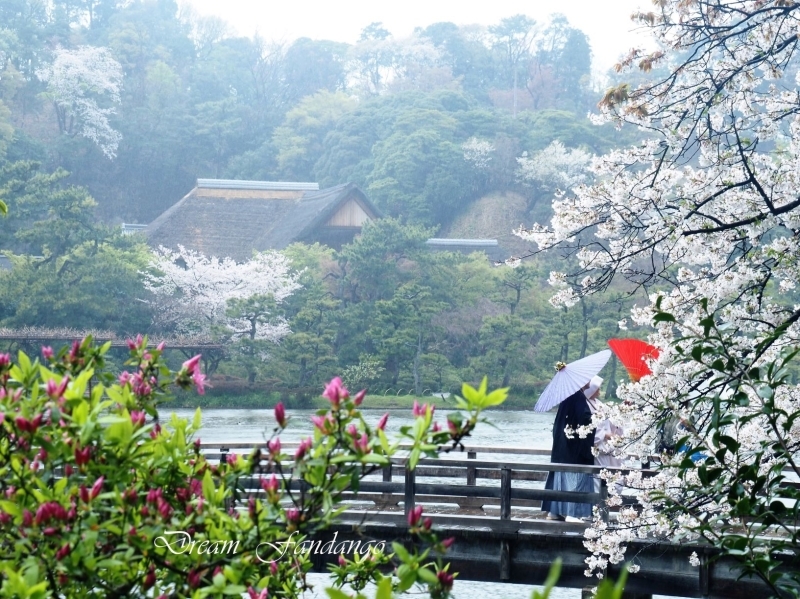 雨日の桜_e0353952_18004470.jpg