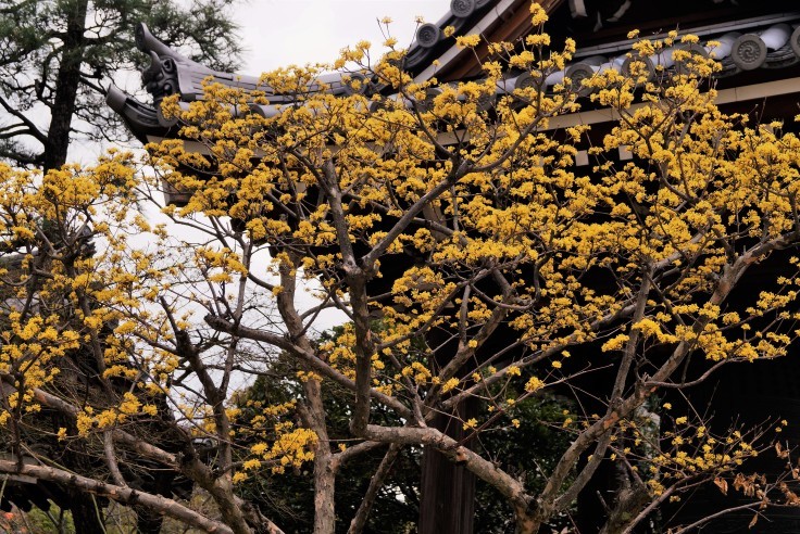 海清寺の山茱萸_b0063958_14073207.jpg