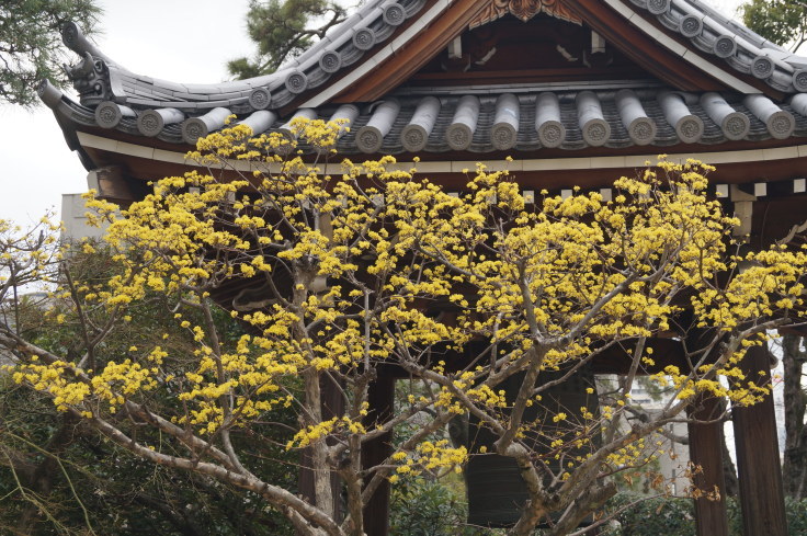 海清寺の山茱萸_b0063958_14085854.jpg