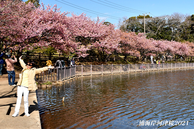 満開の頃 三浦海岸河津桜21 写愛館
