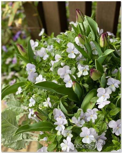 ビオラ ビビヘブンリーブルーとチューリップの寄せ植え 小さな庭 2