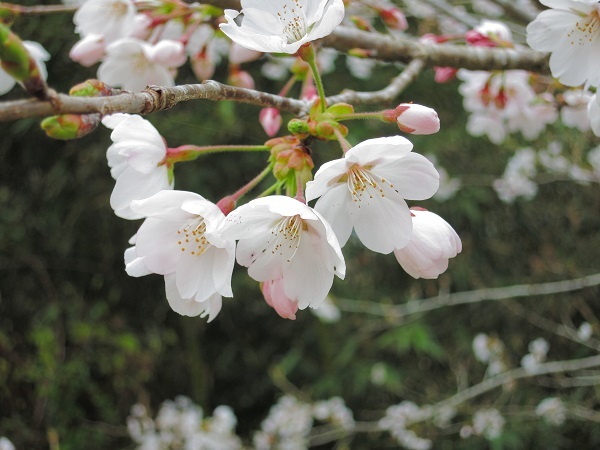 桜満開・・・♪_a0270165_11084367.jpg