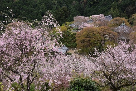 全山のしだれ桜模様　　善峯寺_c0303868_06130956.jpg