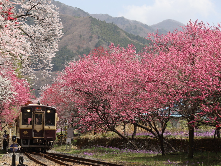 わ鉄神戸駅は花ざかり(2) (2021/3/31撮影)_b0369971_15323404.jpg