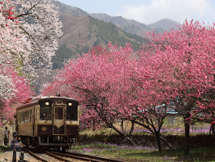 わ鉄神戸駅は花ざかり(2) (2021/3/31撮影)_b0369971_15324986.jpg