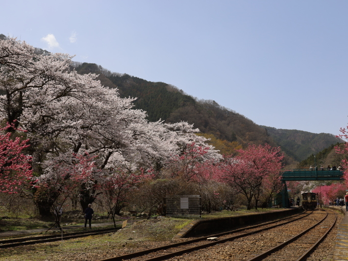 わ鉄神戸駅は花ざかり(2) (2021/3/31撮影)_b0369971_15332742.jpg