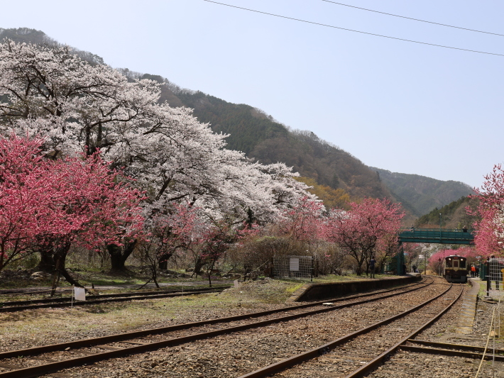 わ鉄神戸駅は花ざかり(2) (2021/3/31撮影)_b0369971_15422842.jpg
