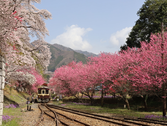 わ鉄神戸駅は花ざかり(2) (2021/3/31撮影)_b0369971_15433766.jpg