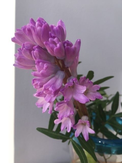 チリ紙の花と ペーパーランタン 彡 ロンパラ London パラダイス