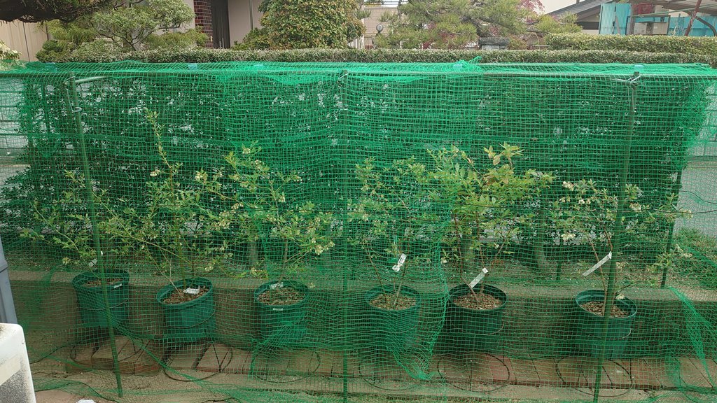2021 鉢植えブルーベリーの防鳥網設置 (資材及び組立方法追記)_d0358272_11182628.jpg