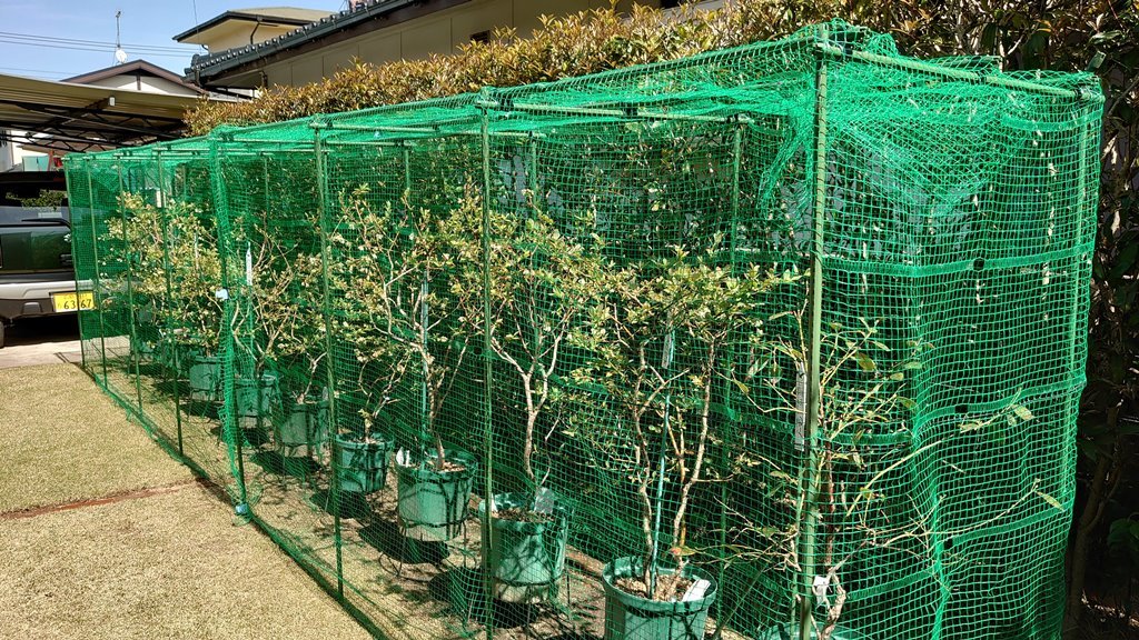 2021 鉢植えブルーベリーの防鳥網設置 (資材及び組立方法追記)_d0358272_11184635.jpg