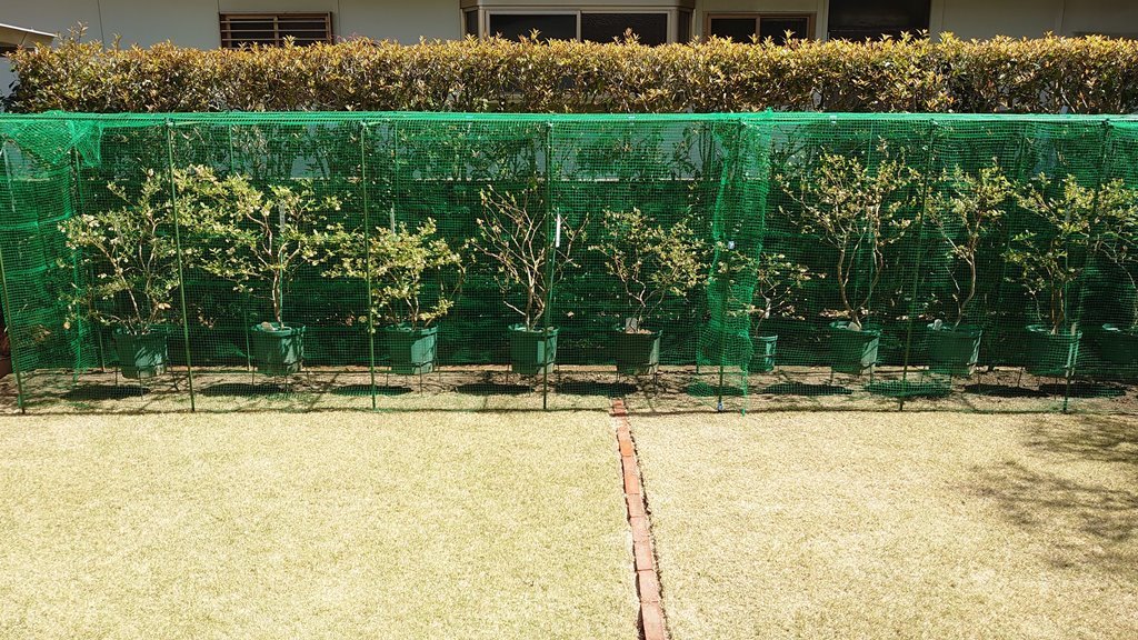 2021 鉢植えブルーベリーの防鳥網設置 (資材及び組立方法追記)_d0358272_11190194.jpg
