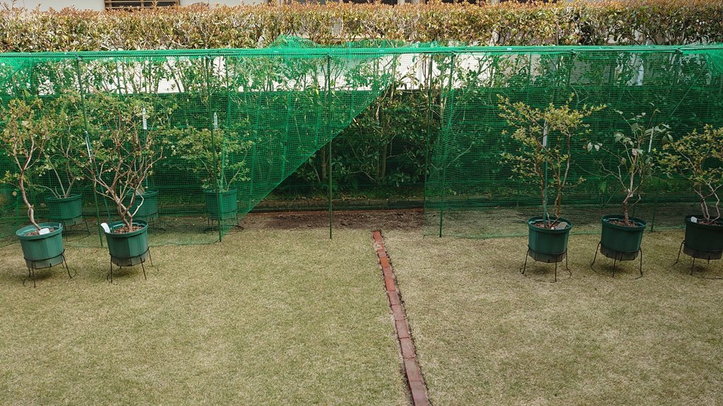 2021 鉢植えブルーベリーの防鳥網設置 (資材及び組立方法追記)_d0358272_11252437.jpg