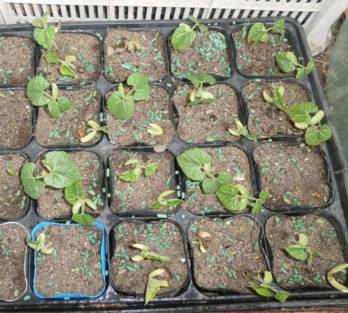 エンドウの豆の初収穫とインゲン豆の発芽です ブルーベリーの育て方 栽培 ブルーベリー ノート Blueberrynote エンドウの豆の初収穫とインゲン豆の発芽です ブルーベリーの育て方 栽培 ブルーベリー ノート Blueberrynote