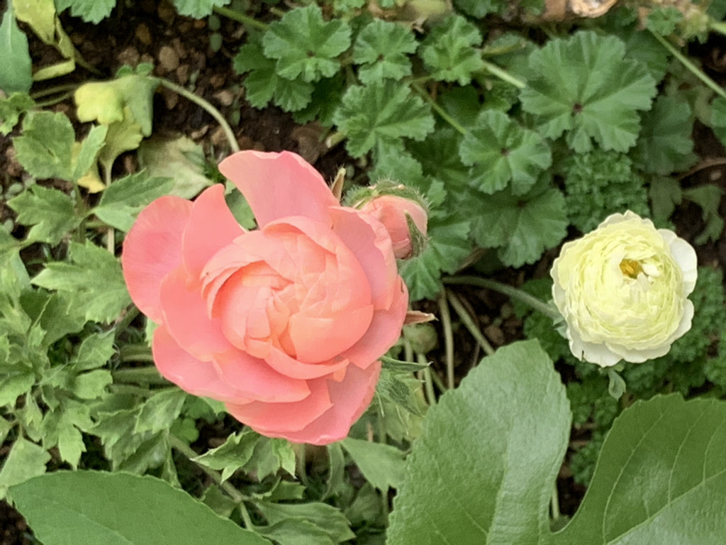 ラナンキュラス開花!とその他…_b0349795_15100875.jpeg