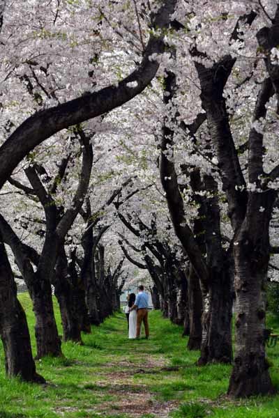 廃線跡の桜並木_f0173596_12342742.jpg