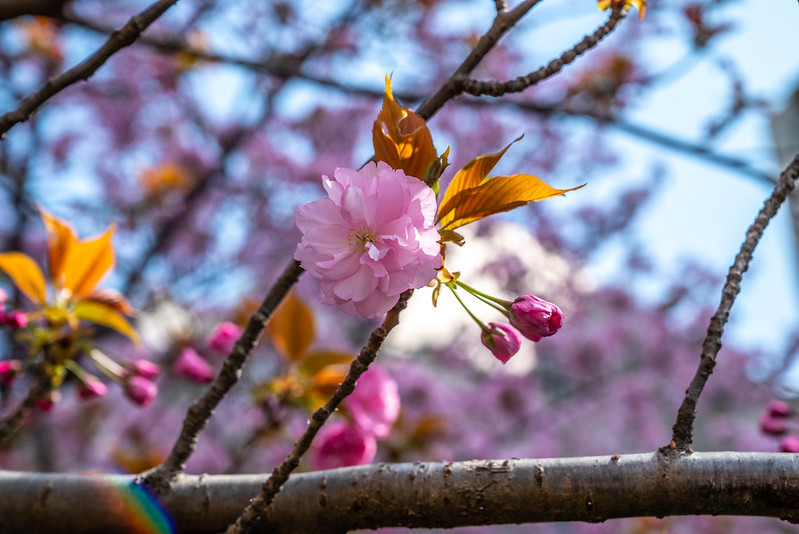 八重桜（ベニユタカ）_d0227799_13401832.jpg