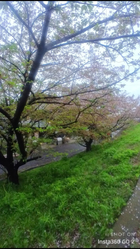 近所の桜　　散りゆく7_d0386809_06522000.jpg