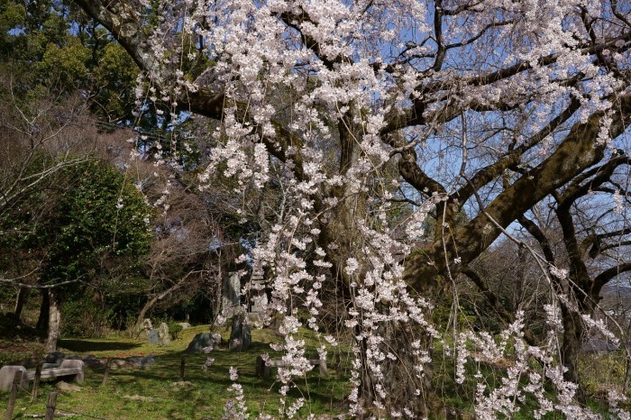 大石義雄山科閑居址のしだれ桜_e0177413_21401661.jpg