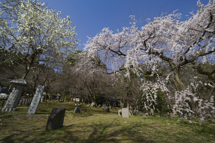 大石義雄山科閑居址のしだれ桜_e0177413_21404109.jpg