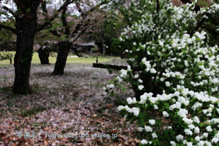 植物園に行く4月（2021年）1_b0398018_22323740.jpg