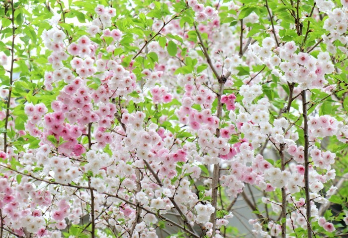 　大宮公園　桜  散る　＆　NHK大河ドラマ　特別展  『 青 天 を 衝 け 』_d0150720_09482860.jpg